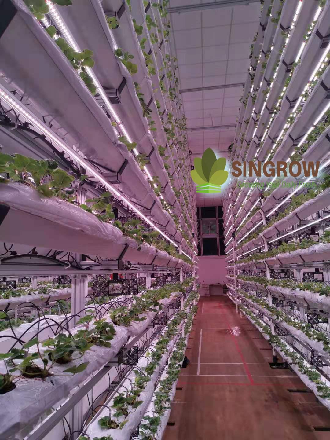 Arianetech client_singrow strawberry indoor farm4